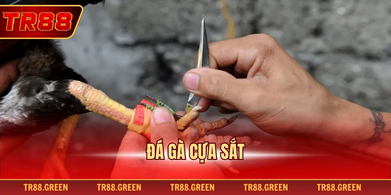 Đá Gà Cựa Sắt – Nghệ Thuật Huấn Luyện Và Chiến Đấu Đỉnh Cao